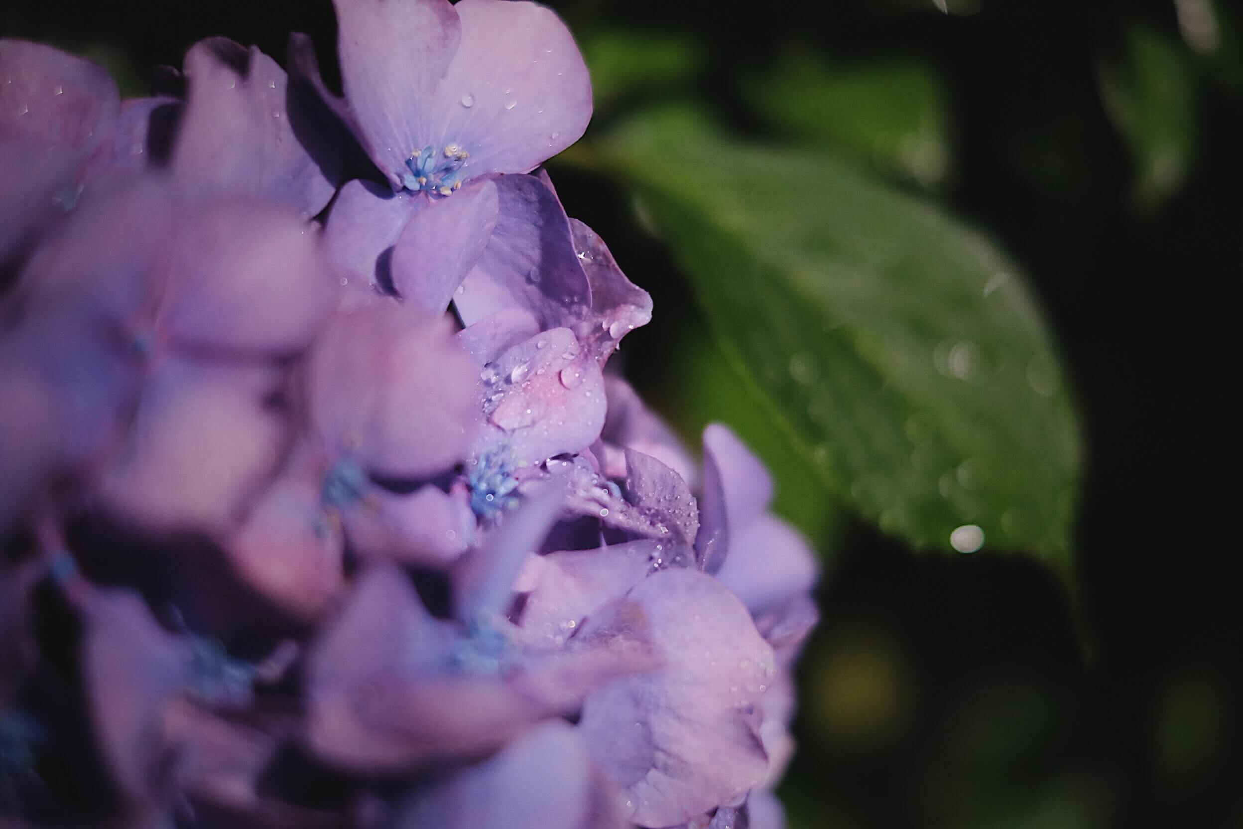 紫陽花がしっとり