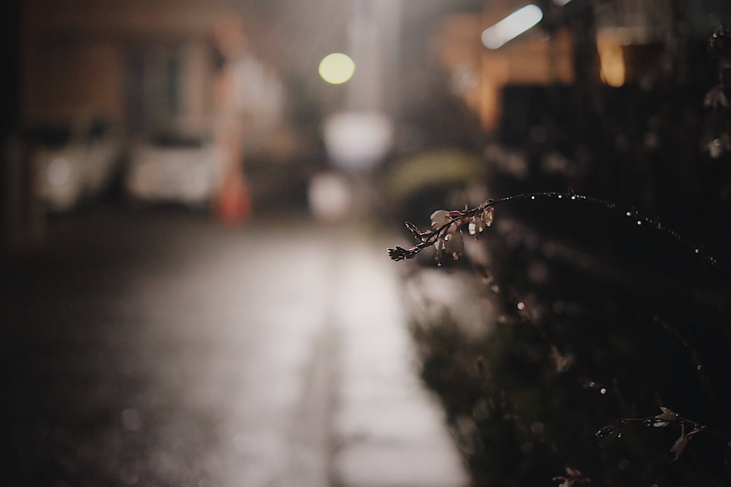 雨に濡れる花