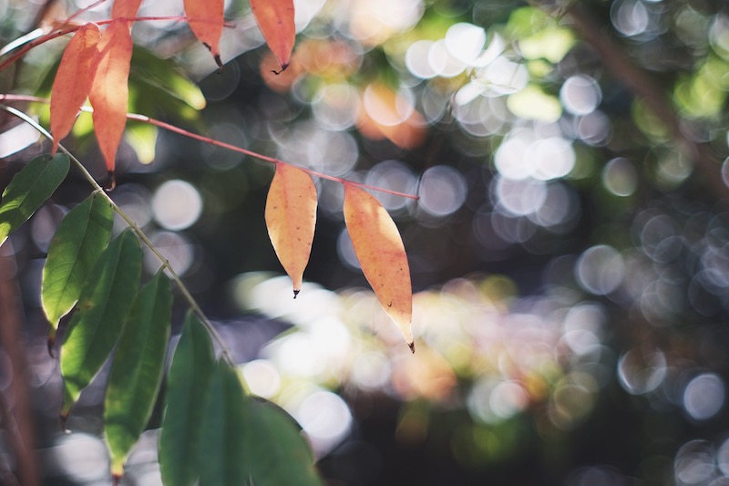 スーパータクマー55mm F1.8作例19