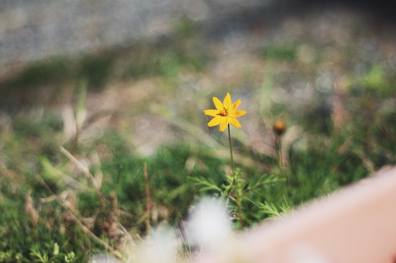 スーパータクマー55mm F1.8作例7